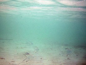 Transparent fish in shalow water (April 2008)