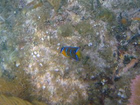 Juvenile Queen Angelfish - as adult it'll look different (April 2008)