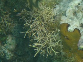 Needle coral (April 2008)