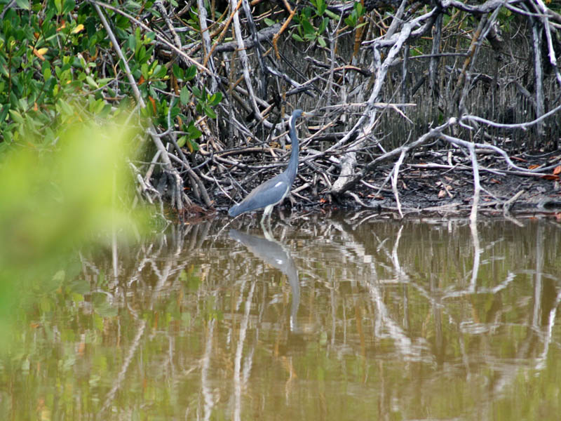 Blue heron (April 2008)