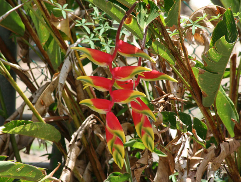 Lobster Claw - Heliconia rostrata (April 2008)