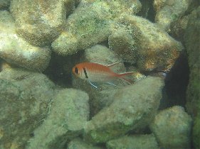 Red Bigeye Blackbar Soldierfish (April 2008)