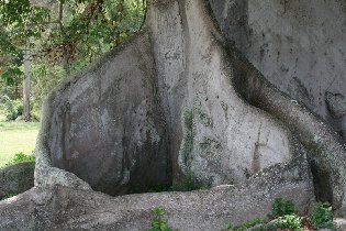 Vast buttress roots (April 2008)