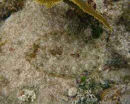 Flounder on the sea bottom (April 2008)