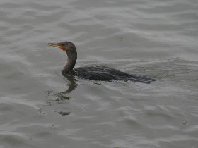 Double-crested Cormorant (September 2008)