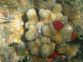 Clubtip Finger Coral and Red Sponge (April 2009)