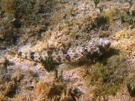 Sand diver (April 2009)