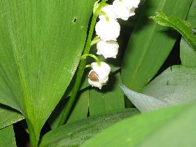 Slug feeding on the lily-of-the-valley flower (May 2009)