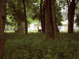 More deers behind the fence (June 2009)