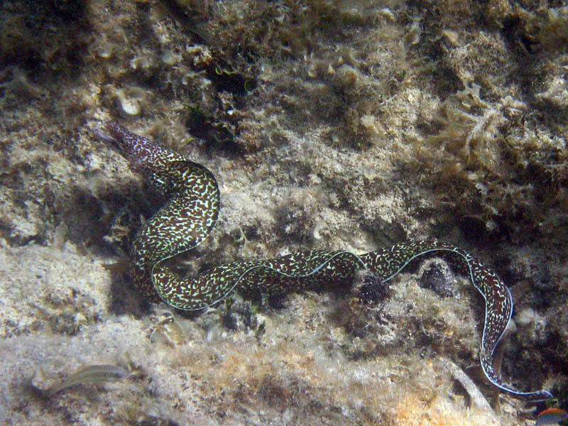 Spotted Moray (August 2009)