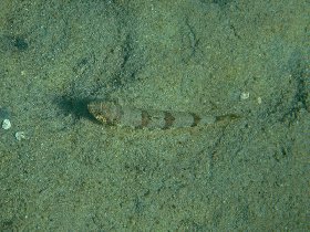 Sand diver lizardfish (August 2009)