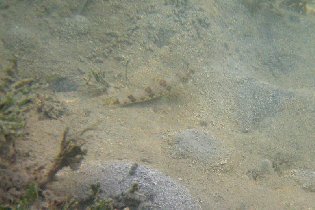 Lizardfish (July 2009)