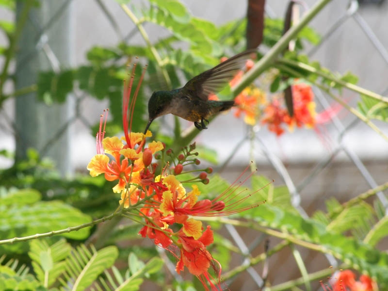 "Our" hummingbird (August 2009)