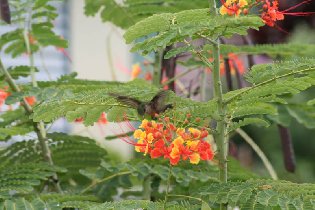 "Our" hummingbird (August 2009)