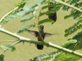 "Our" hummingbird (August 2009)