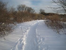 Snow (December 2009)
