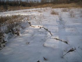 Snow (December 2009)