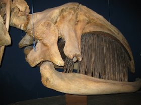 Head of a North Atlantic Right Whale (February 2009)