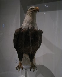Bald Eagle (February 2009)