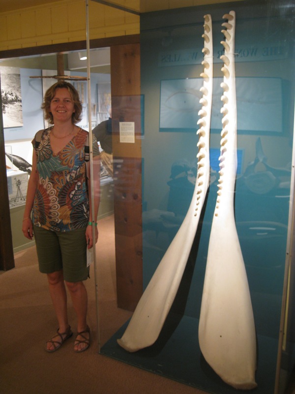 Sperm whale jaws (April 2009)