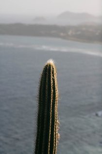 "Chlupat kaktus..." (August 2009)