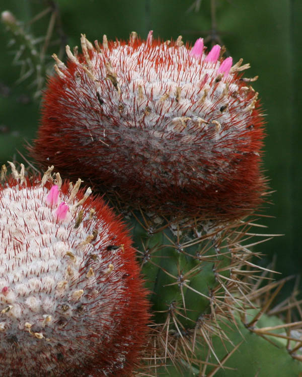 Cactus by the road (August 2009)