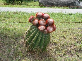 A cactus next to the road (August 2009)