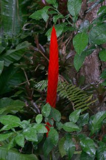 Flaming Sword (August 2009)