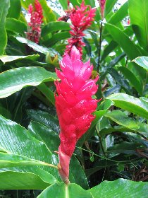 Flowering Red Ginger (August 2009)