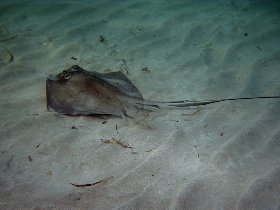 Day 14 - Blue Beach, stingray, ... (July 2009)