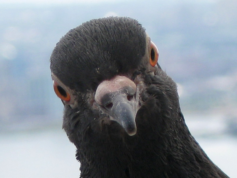 Posing on top of The Empire State Building (July 2009)