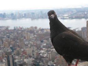 Posing pigeon (July 2009)