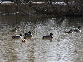 Floyd Bennett Field Park (March 2010)