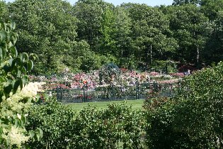 The Rose Garden (May 2010)