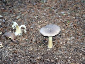 Mushrooms (May 2010)