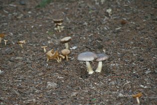 Mushrooms (May 2010)