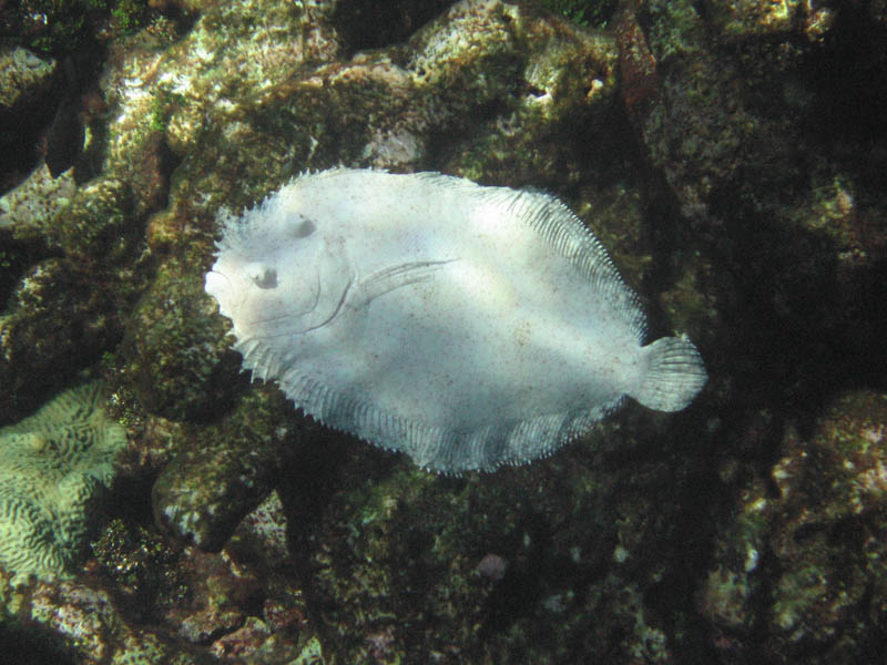 Plate fish - Bothus lunatus (August 2010)
