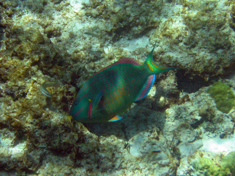 Stoplight parrotfish (August 2010)