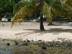 Black egret near the hotel (August 2010)