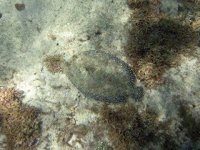 Snorkeling behind the hotel (August 2010)