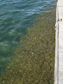 Seagrass creates interesting patterns (August 2010)