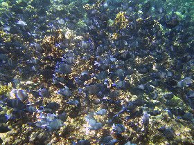 Shoal of blue tangs - Acanthurus coeruleus (August 2010)