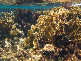 Buck Island Reef National Monument (August 2010)