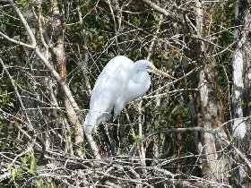 Great White Egret (February 2010)