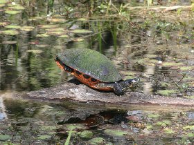 Florida Red-bellied Cooter (February 2010)