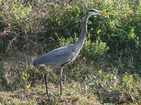 Great Blue Heron (February 2010)