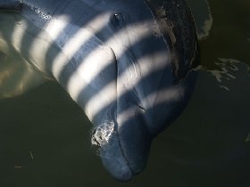 Dolphin Research Center (February 2010)