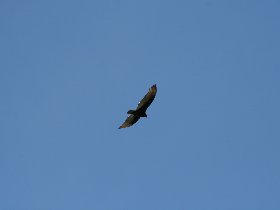 Vulture (February 2010)