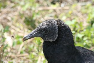Black Vulture (February 2010)