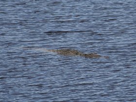 Unlike alligators, crocodiles are rare in Florida. There is only 2000 individuals living in U.S. All of the same species - American crocodile . (February 2010)